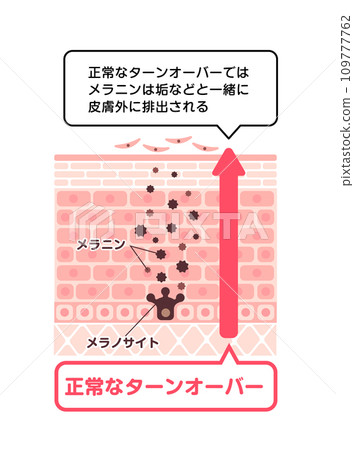 健康皮膚更新機制向量圖（附說明文字） 109777762