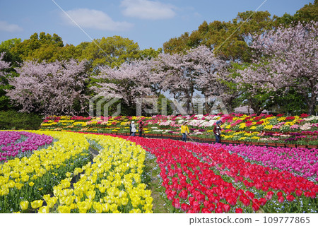 《Flower Plaza in full bloom》 Vast tulip field and cherry blossoms in full bloom 《Flower Plaza in full bloom》 Vast tulip field and cherry blossoms in full bloom 109777865