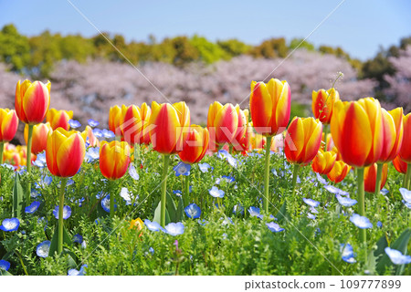 《Flower Plaza in full bloom》Colorful tulips and cherry blossoms in full bloom 《Flower Plaza in full bloom》Colorful tulips and cherry blossoms in full bloom 109777899