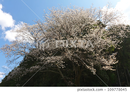 岐阜縣川邊町權現山登山道(法神神社參道)入口附近的山櫻花 岐阜縣川邊町權現山登山道(法神神社參道)入口附近的山櫻花 109778045