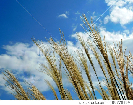 鈴木 鈴木 鈴木 109778199