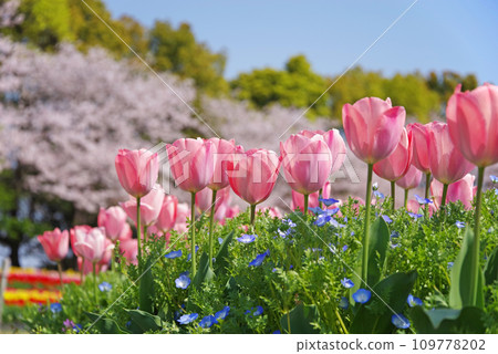 [Spring flower plaza] Tulips and nemophila in full bloom 109778202