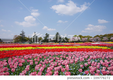 《Spring Flower Plaza》Colorful tulip field 109778272