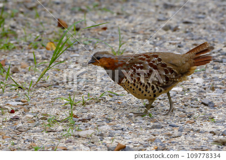 Phasianidae foraging in the grass 109778334