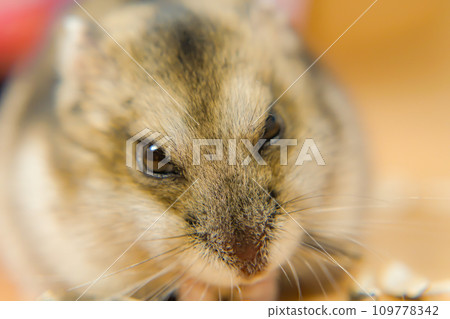 Cute jangarian hamster Cute jangarian hamster 109778342
