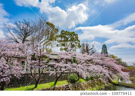 松戶神社櫻花盛開 109778411
