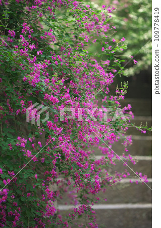 Vividly blooming clover flowers (Kamakura/Kaizoji Temple) Vividly blooming clover flowers (Kamakura/Kaizoji Temple) 109778419
