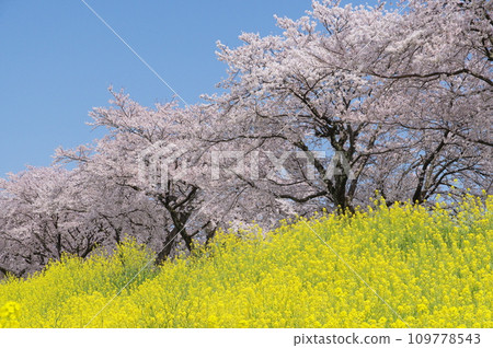 Cherry blossoms and rape blossoms in full bloom against the blue sky Cherry blossoms and rape blossoms in full bloom against the blue sky 109778543