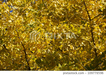 The entire surface is textured with ginkgo branches dyed in a beautiful mustard color. 109778596