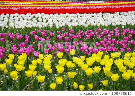 《Spring Flower Plaza》Colorful tulip field 109778615