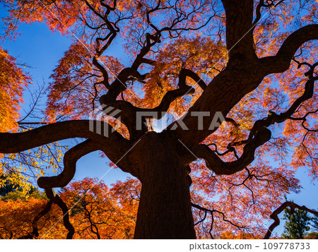 抬頭仰望田用山紅葉（田用山紅葉）的枝幹令人印象深刻 109778733