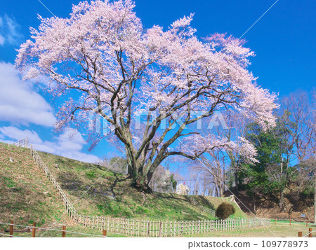 單株櫻花 - 碗形城江戶彼岸櫻花(宇治國櫻) 單株櫻花 - 碗形城江戶彼岸櫻花(宇治國櫻) 109778973