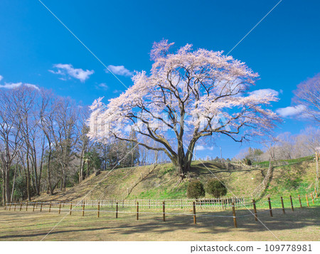 單株櫻花 - 碗形城江戶彼岸櫻花(宇治國櫻) 單株櫻花 - 碗形城江戶彼岸櫻花(宇治國櫻) 109778981