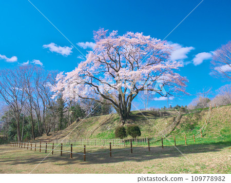 單株櫻花 - 碗形城江戶彼岸櫻花(宇治國櫻) 單株櫻花 - 碗形城江戶彼岸櫻花(宇治國櫻) 109778982