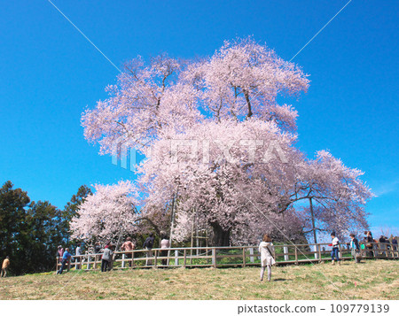 單一櫻花 - 十津部櫻花盛開,賞花遊客絡繹不絕 單一櫻花 - 十津部櫻花盛開,賞花遊客絡繹不絕 109779139