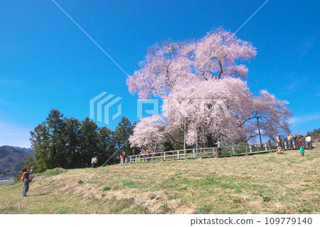 單一櫻花 - 十津部櫻花盛開,賞花遊客絡繹不絕 單一櫻花 - 十津部櫻花盛開,賞花遊客絡繹不絕 109779140