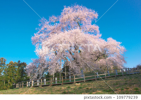 Ipponzakura - Totsube cherry blossoms in full bloom, brightly colored in the early morning Ipponzakura - Totsube cherry blossoms in full bloom, brightly colored in the early morning 109779239