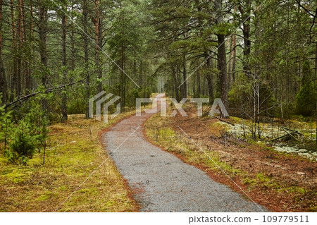 Forest walking route 109779511