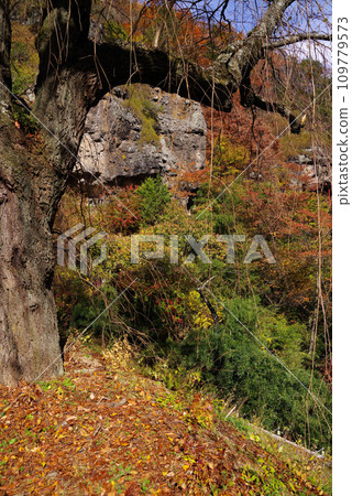 Autumn leaves at Shakunji Temple 109779573