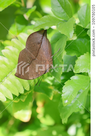 Master of camouflage Master of camouflage 109780105