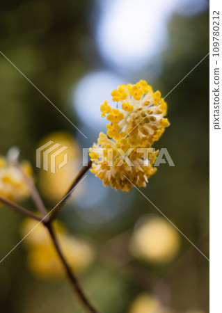 Scenery of Mitsumata colony in Mt.Yakemori, Tochigi Prefecture 109780212