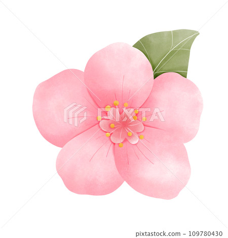 Sakura flower 109780430
