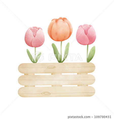 Spring tulip in the wooden box 109780431