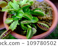 potted carnivorous plants 109780502