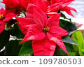 Poinsettia 109780503