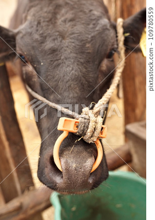 Animal husbandry farmer Animal husbandry farmer 109780559