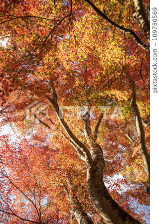 Surrounded by the world of autumn leaves 109780569