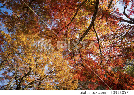 Surrounded by the world of autumn leaves Surrounded by the world of autumn leaves 109780571