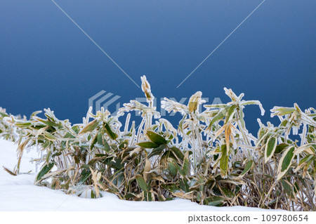 frozen bamboo leaves frozen bamboo leaves 109780654