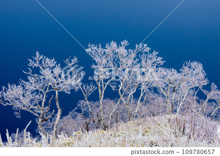 Hoarfrost birch 109780657