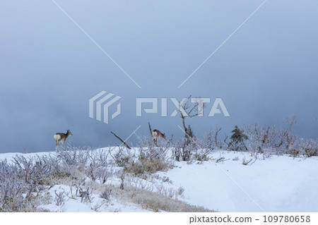 highland deer highland deer 109780658