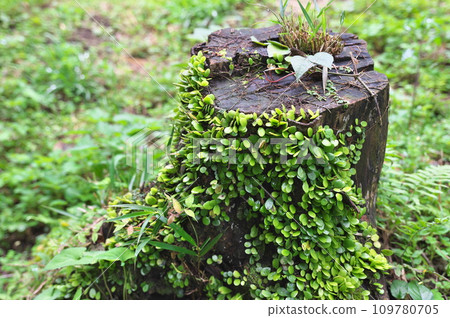 豆爬行物緊貼在樹樁上 109780705