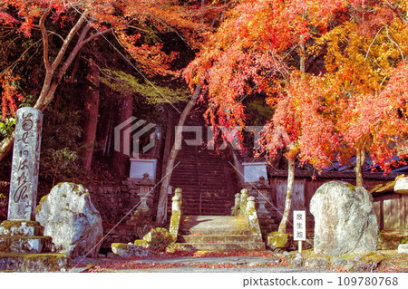 Autumn scenery in the precincts of Saikyoji Temple in Otsu City, Shiga Prefecture Autumn scenery in the precincts of Saikyoji Temple in Otsu City, Shiga Prefecture 109780768
