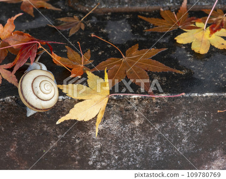 蝸牛和落下的秋葉 蝸牛和落下的秋葉 109780769