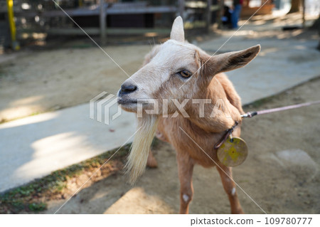 可以與動物互動的“白鳥動物園” 109780777