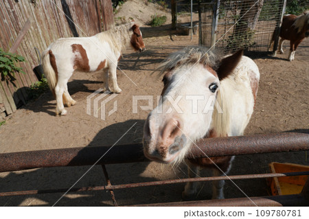 "Shirotori Zoo" where you can interact with animals "Shirotori Zoo" where you can interact with animals 109780781