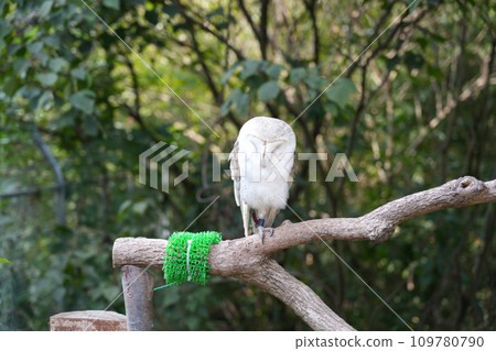 "Shirotori Zoo" where you can interact with animals 109780790