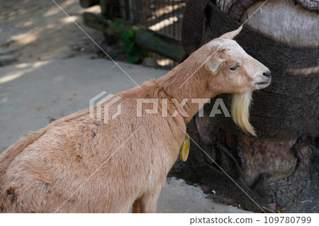 "Shirotori Zoo" where you can interact with animals 109780799