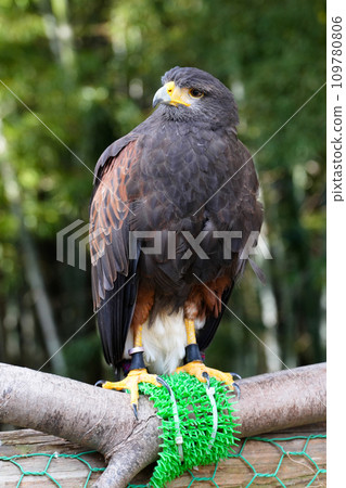 可以與動物互動的“白鳥動物園” 109780806