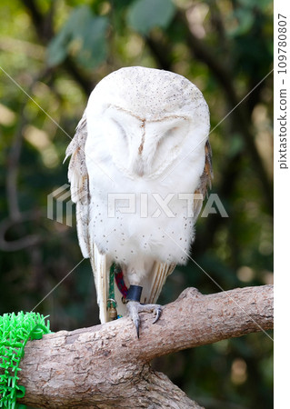 "Shirotori Zoo" where you can interact with animals 109780807