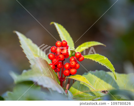 紅色水果 紅色水果 109780826