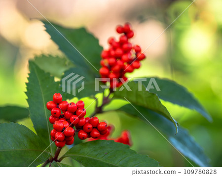 The red fruit fruit The red fruit fruit 109780828