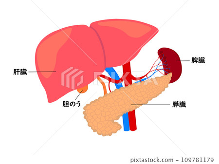 肝臟、胰臟和脾臟各部位的名稱 109781179