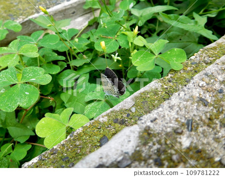 Yamato Shizimi Yamato Shizimi 109781222