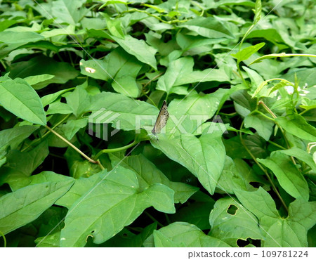 大和Shizimi 大和Shizimi 109781224