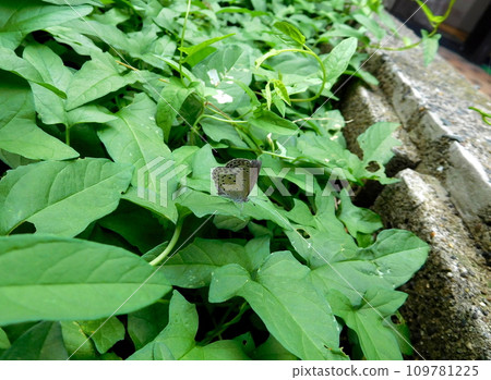 大和Shizimi 大和Shizimi 109781225